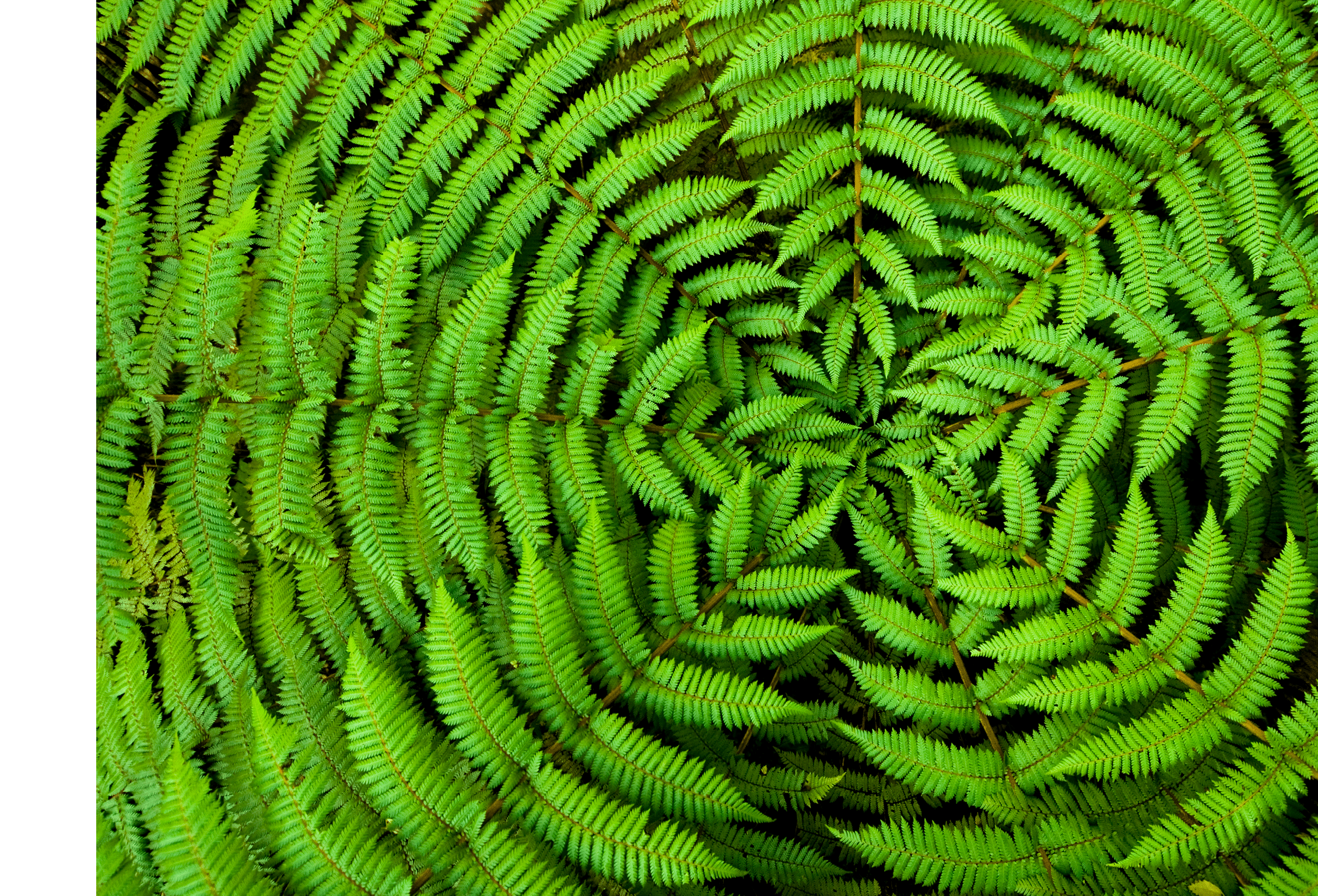 Concentric circles of growth on a New Zealand fern form a useful background pattern 